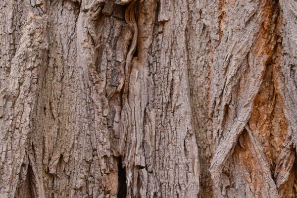 Κοντινό Πλάνο Του Φλοιού Του Παλιού Δέντρου Υφή Του Ξύλου — Φωτογραφία Αρχείου