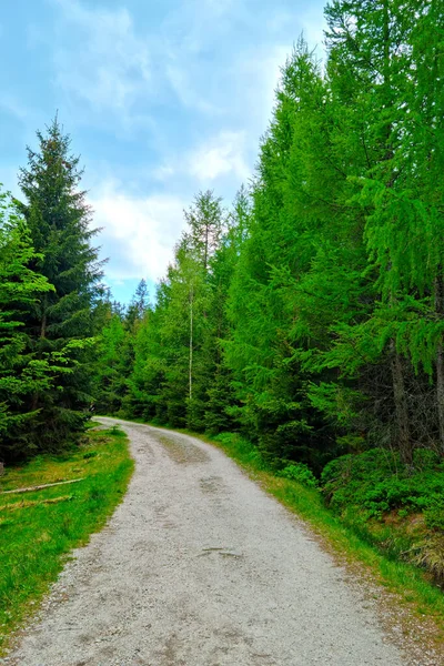 Een Schilderachtige Bosweg Langs Groene Bomen — Stockfoto