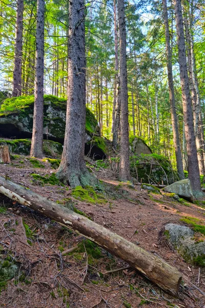 Aşağıdan Güzel Yeşil Bir Orman Manzarası — Stok fotoğraf