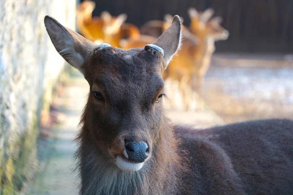 Close Hornless Deer Forest — Photo