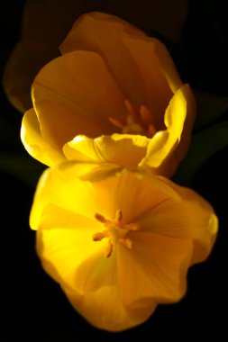 Sarı çiçekli lalelerin en üst manzarası.