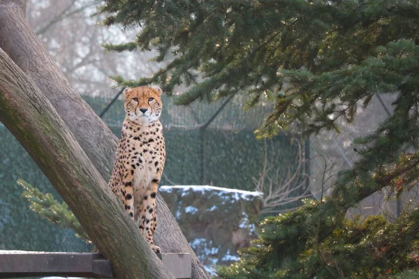 Tree Sits Beautiful Fast Cheetah — Stock Photo, Image