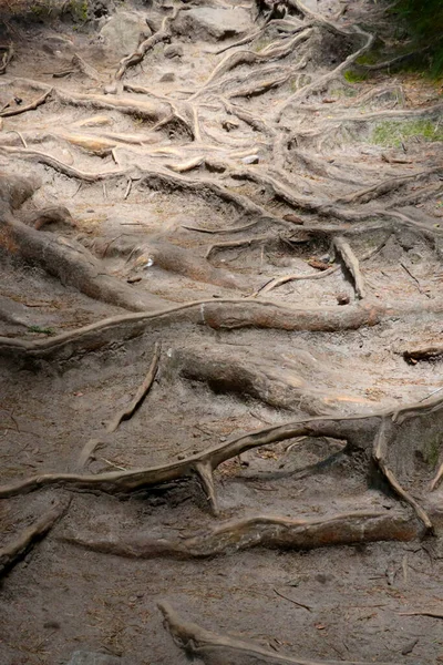 Grandes Racines Sortent Sol Dans Forêt — Photo