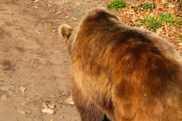 Close Large Brown Bear Forest — Zdjęcie stockowe