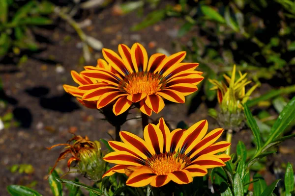 Czarnooka Susan Kwiat Przypominający Słonecznik — Zdjęcie stockowe