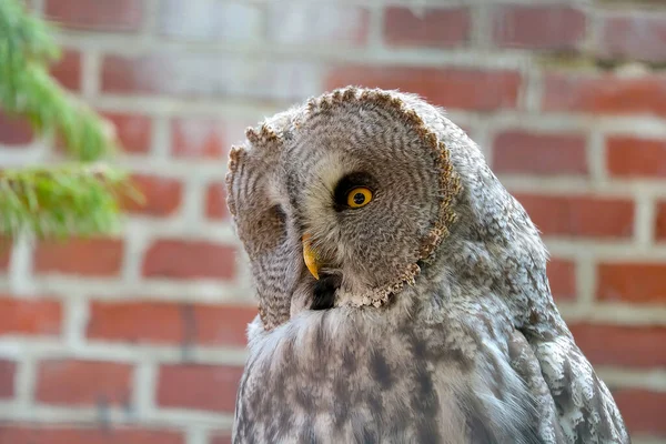 Close Large Gray Owl Park — ストック写真