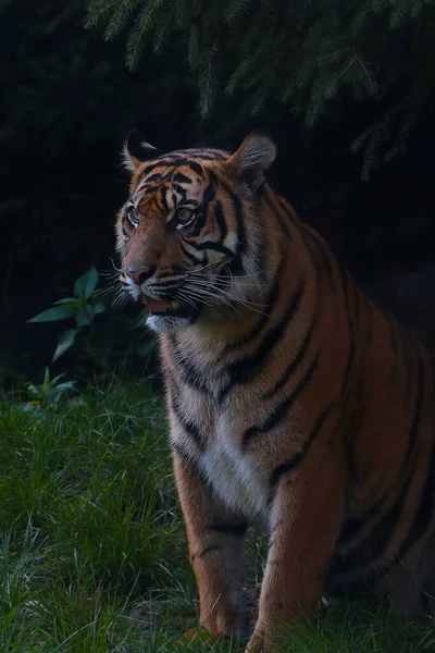 Porträtt Vacker Ung Tiger Grönskan — Stockfoto