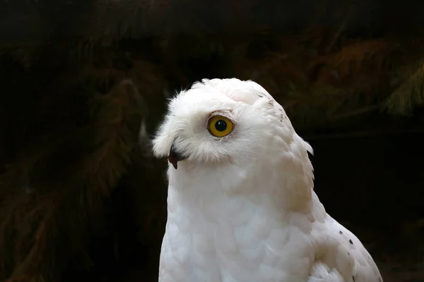 Närbild Snöig Uggla Polarugglan Fågelart Från Ugglafamiljen — Stockfoto