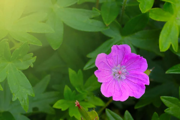 Nærbillede Blomstergren Haven - Stock-foto