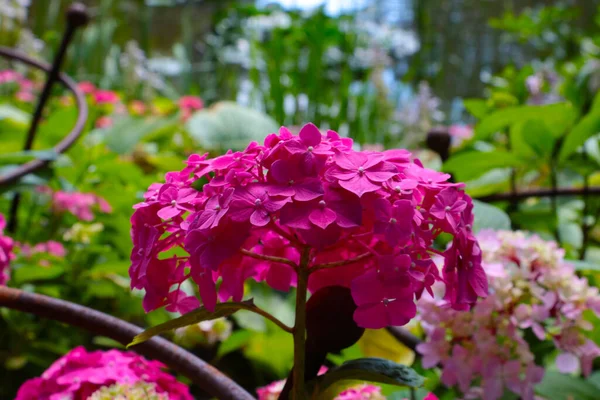 Röd Blommande Gren Hortensior Parken Sommaren — Stockfoto