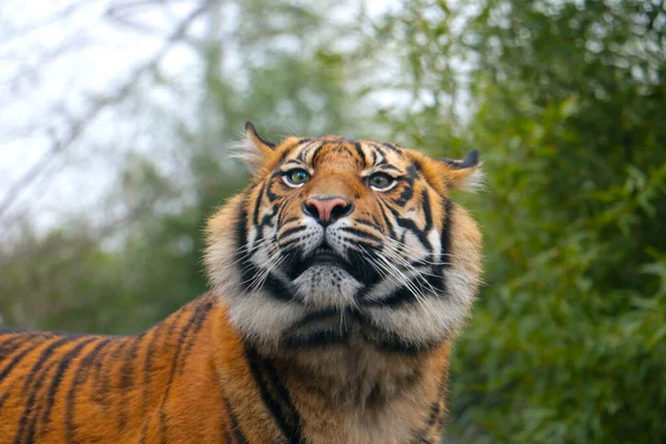 Крупним Планом Красивий Молодий Тигр Зелені — стокове фото