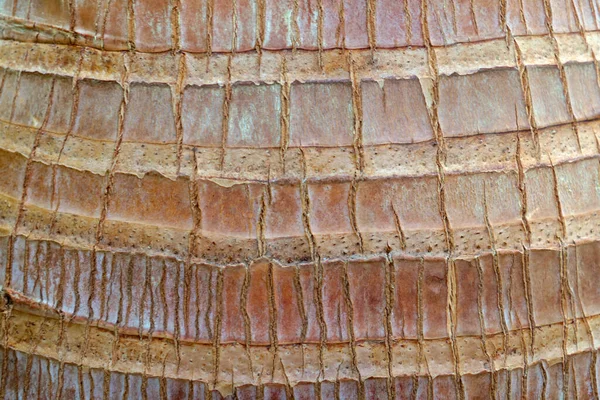 Casca Estruturada Árvore Fundo Textura Árvore — Fotografia de Stock