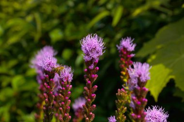 İlkbaharda ya da yazın çayırlarda açan kır çiçekleri.