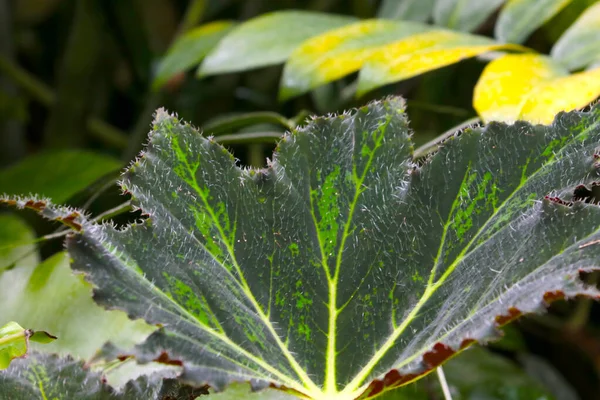 Uitzicht Groene Bladeren Van Een Kamerplant — Stockfoto