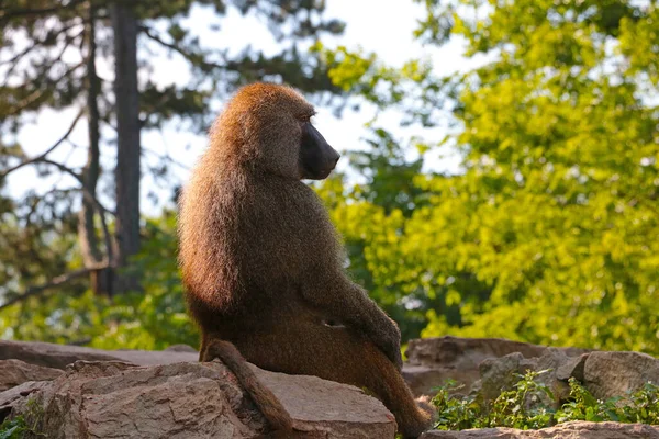 Pawian Siedzi Kamieniu Rodzaj Naczelnych Rodziny Małp — Zdjęcie stockowe