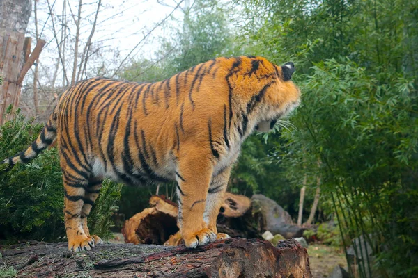 Sul Tronco Albero Erge Una Tigre Nel Verde — Foto Stock