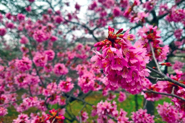 Leuchtend Blühender Kirschzweig Garten Frühling — Stockfoto