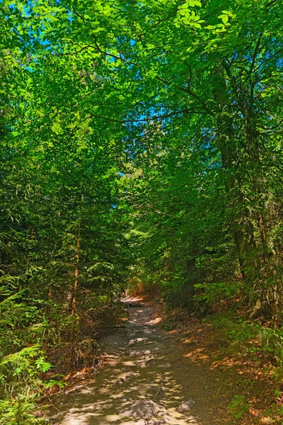 Prachtig Groen Pad Het Bos Achtergrond Van Natuur — Stockfoto