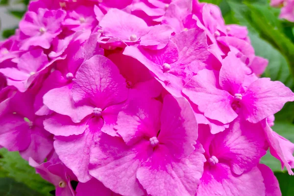 Primer Plano Rama Roja Que Florece Hortensia —  Fotos de Stock