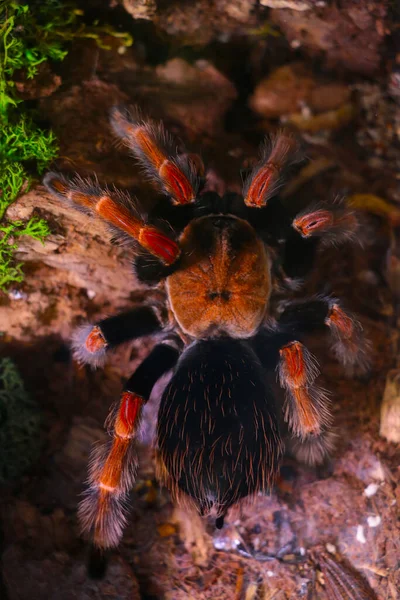 Yukarıdan büyük bir örümceğe bak. Zehirli böcekler.