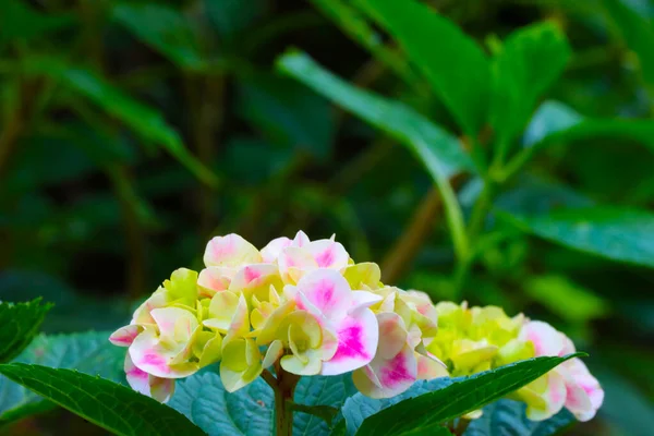 Close Flowering Hydrangeas Bloom Background —  Fotos de Stock