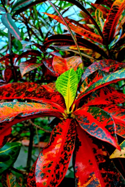 Heldere Mooie Bladeren Van Een Kamerplant Verandert Kleur Van Bladeren — Stockfoto