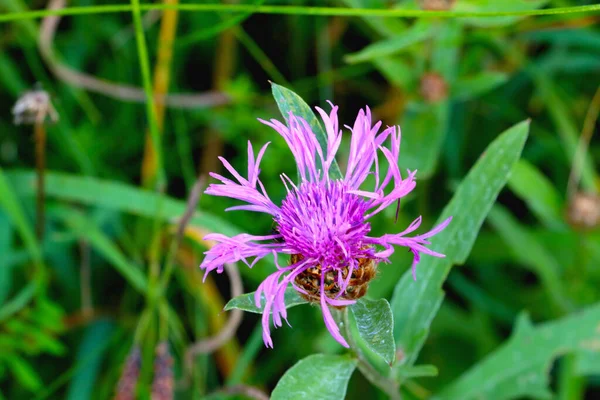 Blauwe Bloeiende Korenbloem Weide Het Voorjaar — Stockfoto