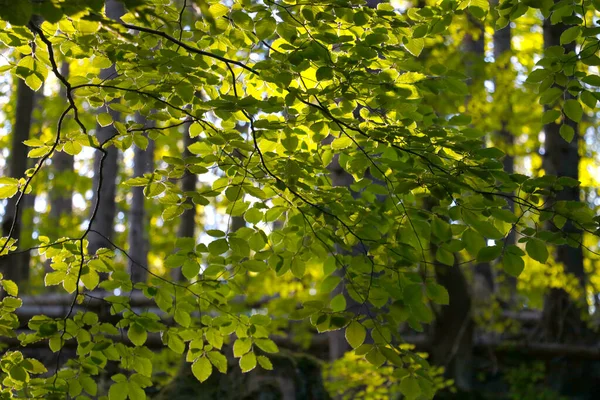 Zielone Liście Gałęzi Drzewa Wiosną Lesie — Zdjęcie stockowe