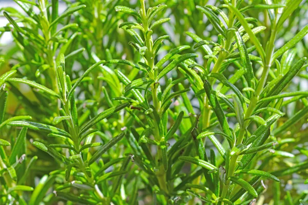 Junge Grüne Zweige Einer Zimmerpflanze — Stockfoto