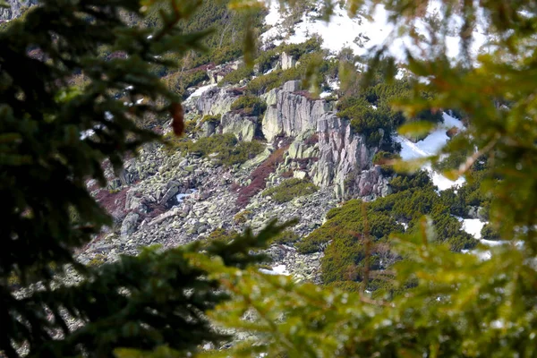 Raças Diferentes Montanhas Através Vegetação Floresta — Fotografia de Stock