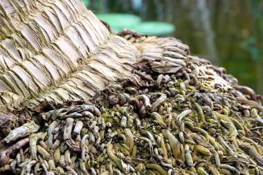 Tropikal bir meyvenin küçük köklerine yakın çekim