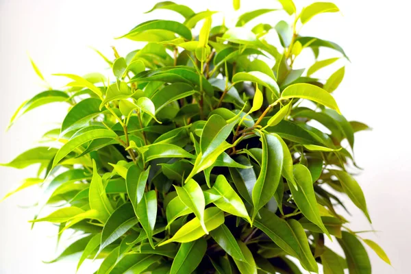 Groene Ficus Bladeren Een Witte Achtergrond — Stockfoto