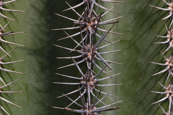 Nagy Kaktusz Tűk Közelsége — Stock Fotó
