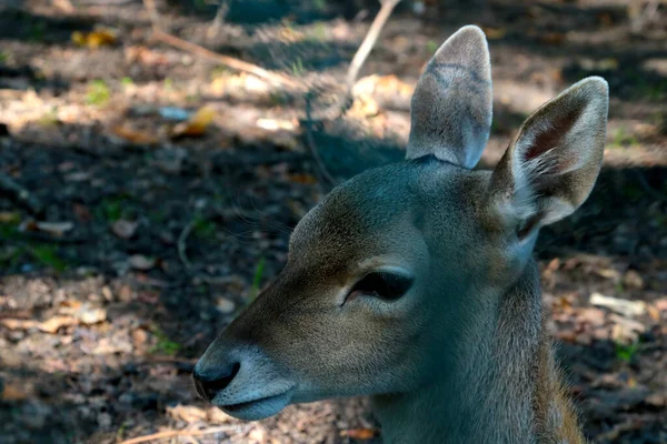 Close Young Deer Forest Wildlife — Photo