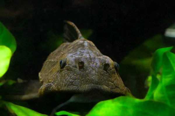 Faca Negra Faca Negra Peixe Família Apteronotidae Vive Áreas Brasil — Fotografia de Stock