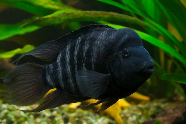 Peixe Água Doce Colorido Família Cichlid Akara Turquesa — Fotografia de Stock