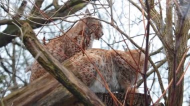 Luchs ormandaki bir ağaca oturmuş. Vahşi doğa..