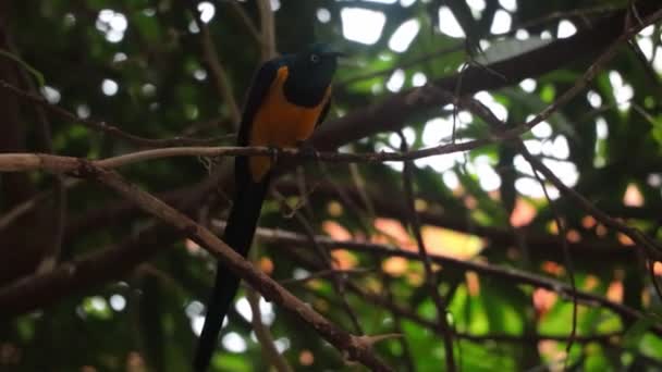 Een prachtige interessante vogel zit aan een boomtak in het park. — Stockvideo