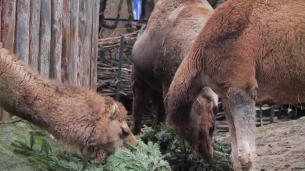 Pohled na velbloudy pojídající zelené smrky nebo borové větve. — Stock video