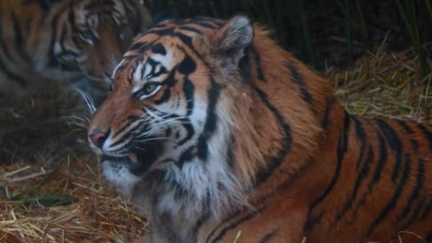 Close-up on fighting tigers. The tiger opened its mouth. Big teeth. — Video
