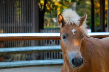 Odak dışı, bulanık arkaplan, güzel kırmızı at.