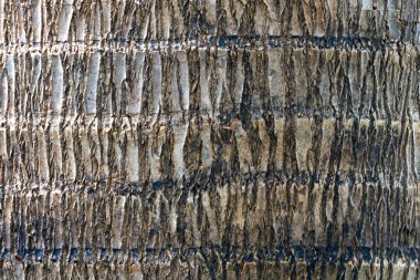 Bulanık arkaplan, bulanık odak, gri ağaç kabuğu.