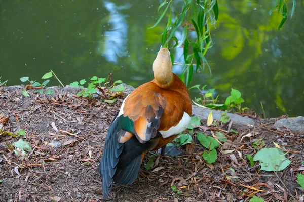 View of a beautiful wild duck on the pond. — Photo