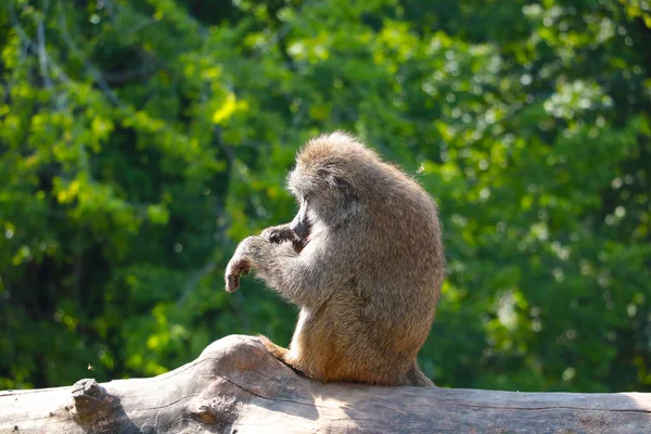 Auf einem Baumstamm sitzt ein Makak im Park. — Stockfoto