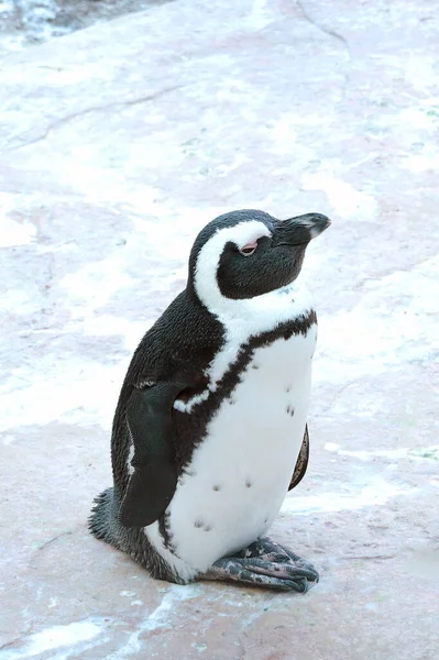 Închiderea unui pinguin mic în sălbăticie. — Fotografie, imagine de stoc