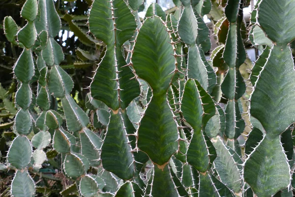 Zöld kaktuszok közelsége a vadon élő trópusi növényekben. — Stock Fotó