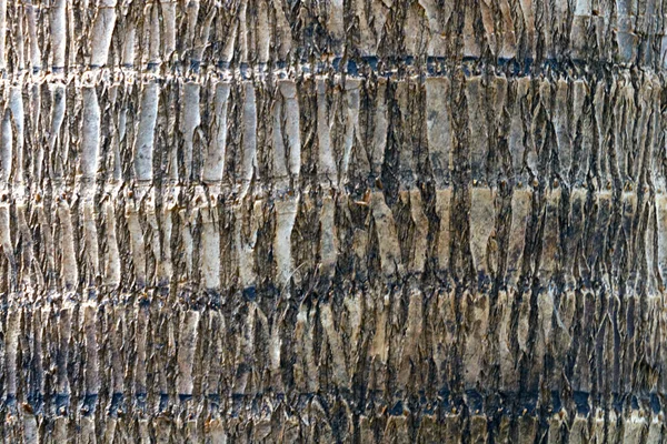 Bulanık arkaplan, bulanık odak, gri ağaç kabuğu.