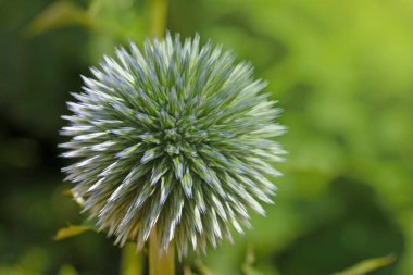 Doğanın bahar arkaplanı. Parkta çiçek açan çiçekler
