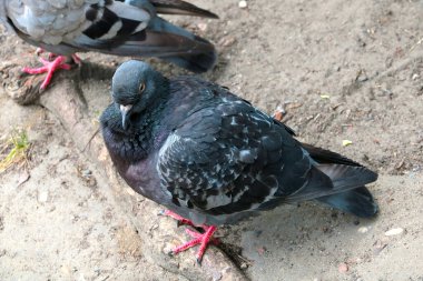 A close-up of the city bird is a pigeon. A popular bird