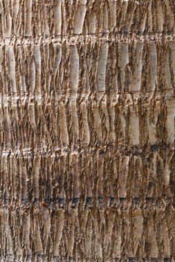 Odak dışı, bulanık arkaplan, gri ağaç kabuğu